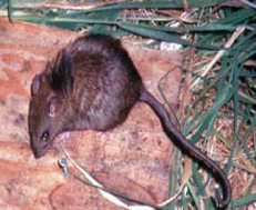 File:Rattus exulans.png