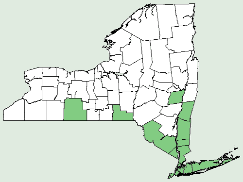 File:Rhododendron periclymenoides NY-dist-map.png