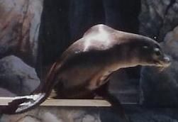 File:Sea lion.JPG