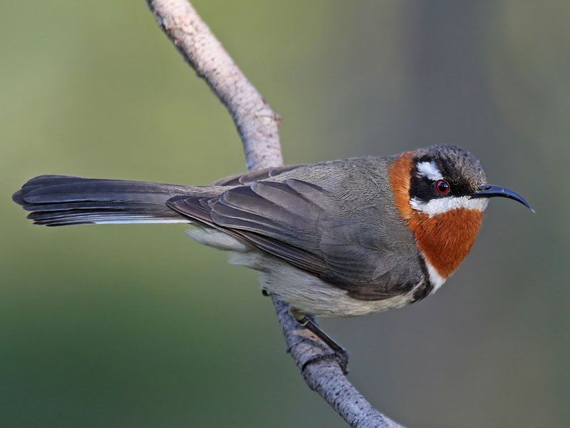 File:Spinebill9256e.jpg