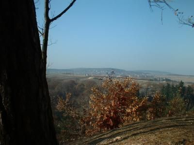 File:Tharandter Wald Kienberg.jpg