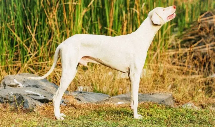 File:The Rajapaalayam Breed 4.png