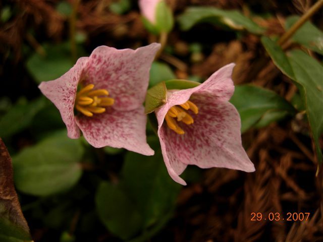 File:Trillium rivale 'Purple Heart'.jpg