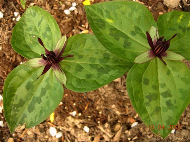 File:Trillium stamineum 1.jpg