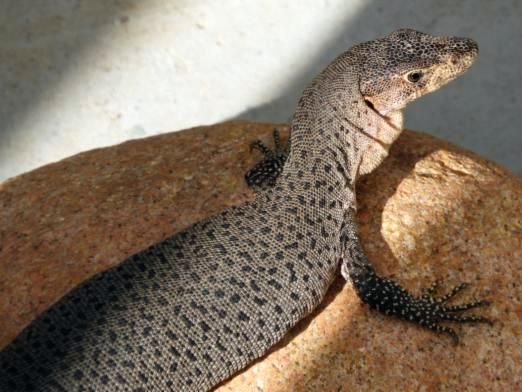 File:Varanus semiremex.jpg