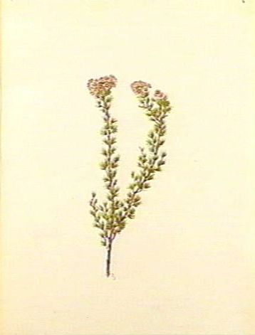 File:Verticordia brownii (Forster).jpg