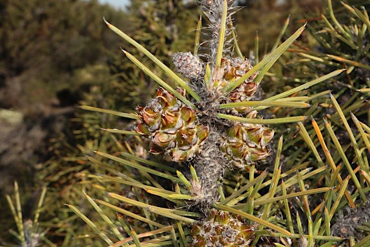 File:Allocasuarina pinaster.jpg