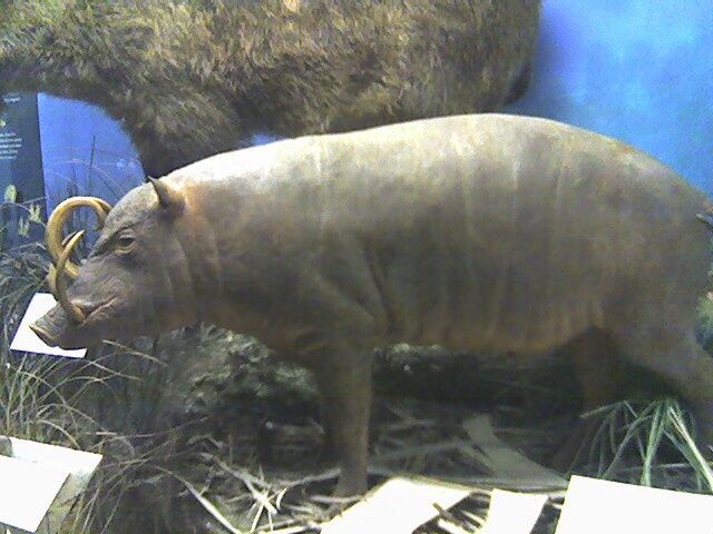 File:Babirusa0.jpg