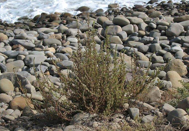 File:Bassia hyssopifolia nps.jpg