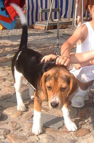 File:Beagle puppy 2004-07-25.JPG