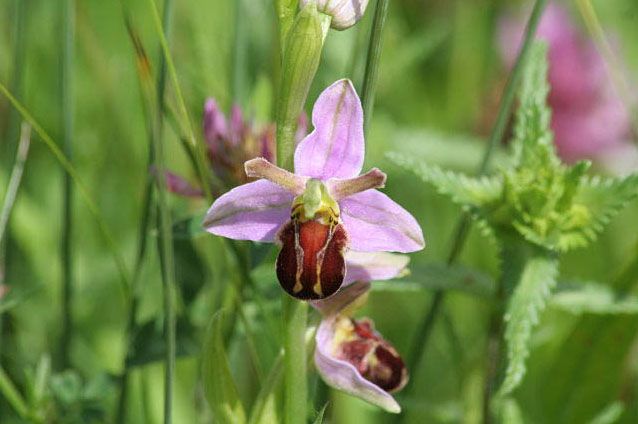 File:Bee Orchid - geograph.org.uk - 852335.jpg