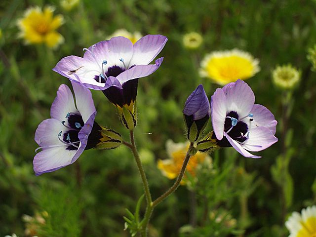 File:Birdseye Gilia (58032199).jpg