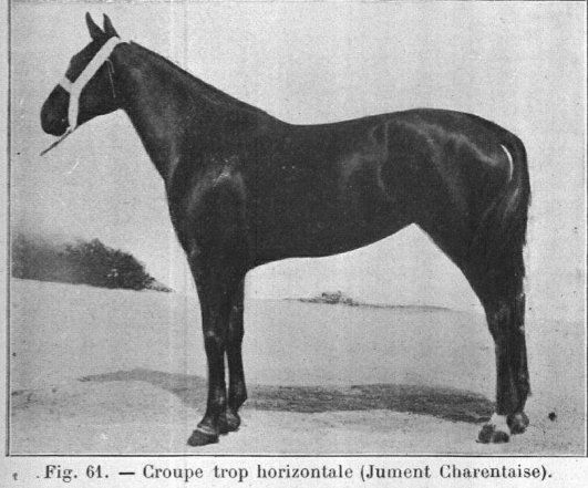 File:Charentais horse.jpg