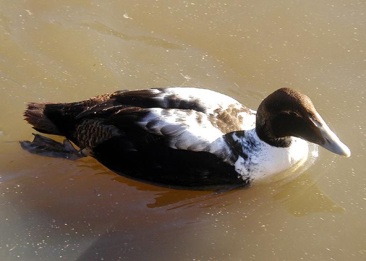 File:Common eider juv arp 750pix.jpg