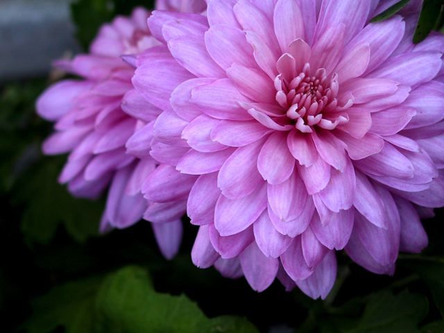 File:Dahlia pinnata.jpg