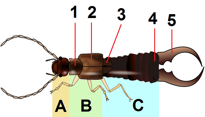 File:Dermaptera body planC.png