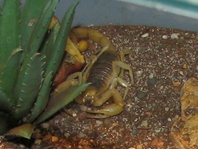 File:Desert Hairy Scorpian.jpg