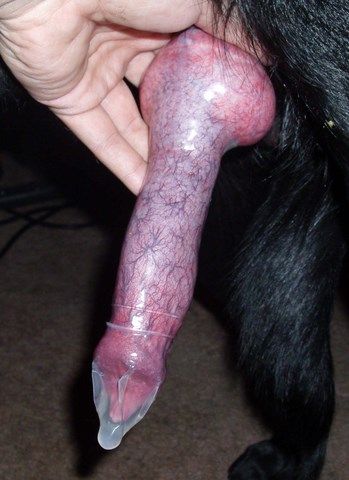 File:Dog sperm collection 2.jpg