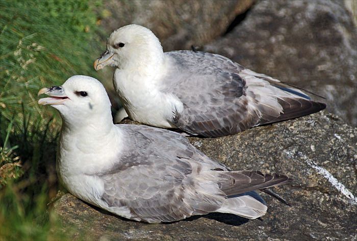 File:Eissturmvogel02.jpg