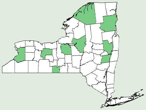 File:Heliopsis helianthoides var scabra NY-dist-map.png