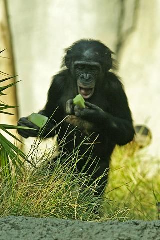 File:Lightmatter chimpanzee2.jpg