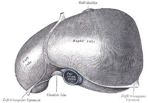 File:Liver superior.jpg