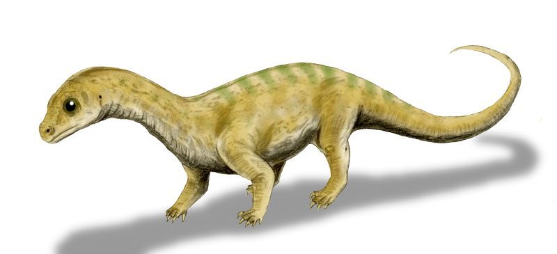 File:Massospondylus baby BW.jpg