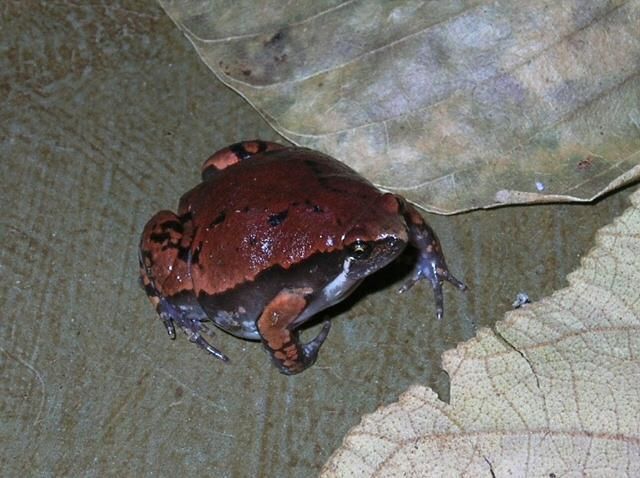 File:Narrow mouthed toad.jpg