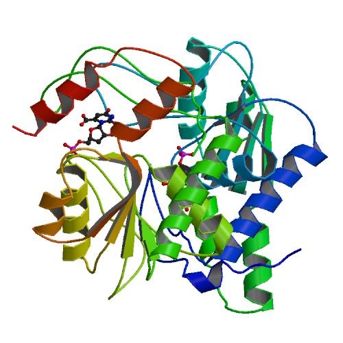 File:OPRTase in Complex with OMP.jpg