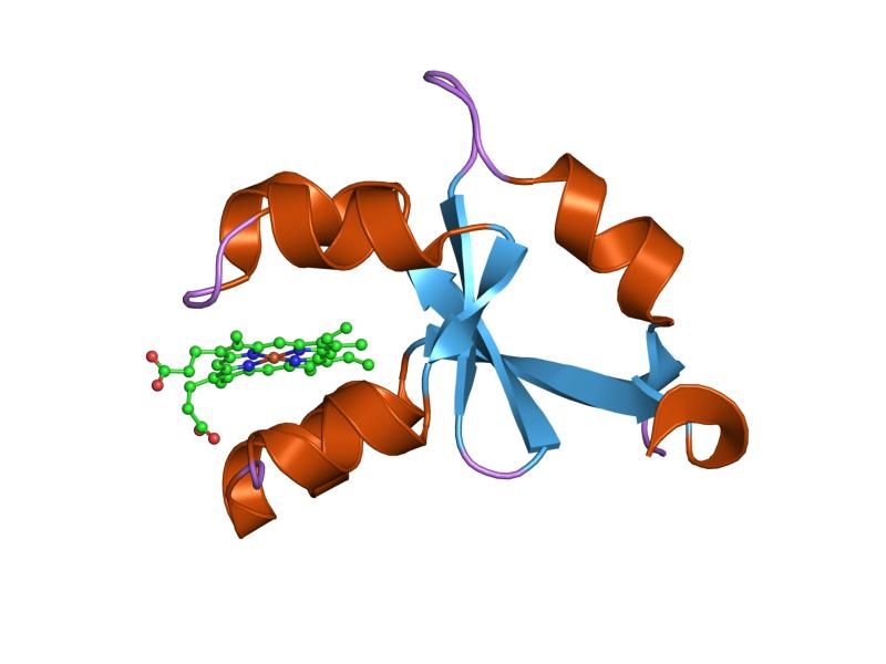 File:PDB 1m59 EBI.jpg