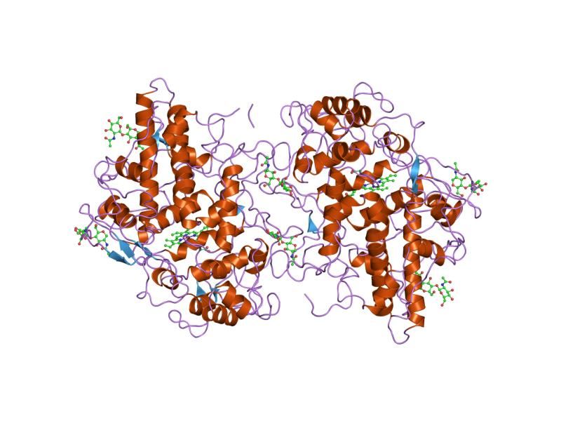 File:PDB 1myp EBI.jpg