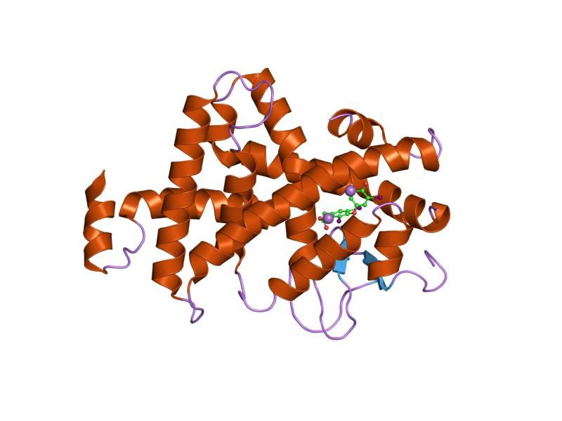 File:PDB 1nq1 EBI.jpg