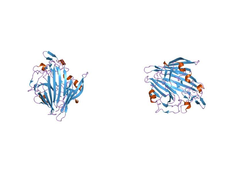 File:PDB 1snz EBI.jpg