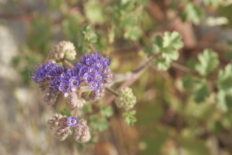 File:Phacelia pedicellata.jpg