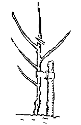 File:Pruningyear1.png