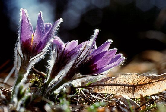 File:Pulsatilla Gegenlicht mg-k.jpg