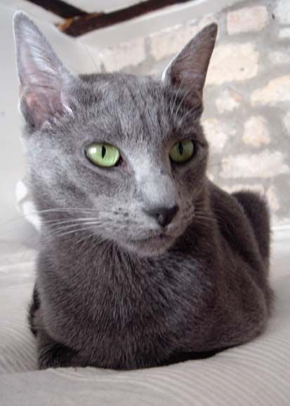 File:RussianBlueCat.jpg