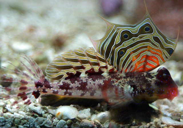 File:Scooter blenny - by BJ Beggerly.jpg