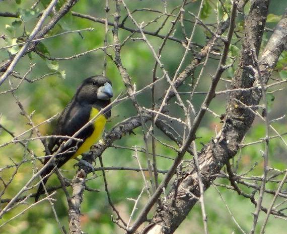 File:Spot-winged Grosbeak.JPG