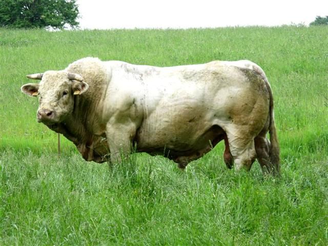 File:Taureau charolais au pré.jpg