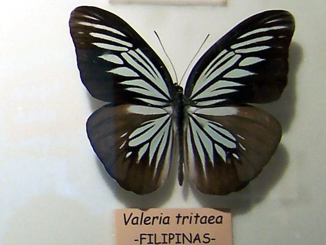 File:Valeria tritaea.jpg