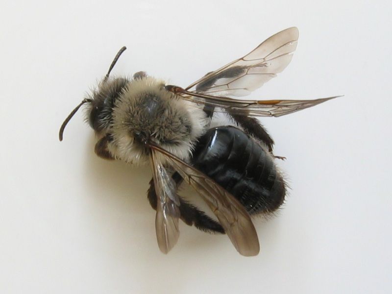 File:Andrena vaga oberseite.jpeg