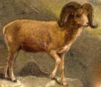 File:Argali.jpg