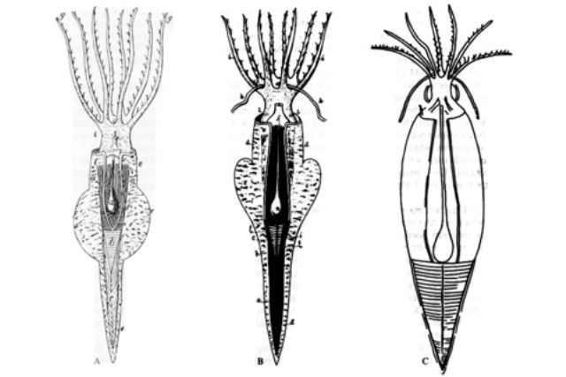 File:Belemnotheutis early restorations.jpg