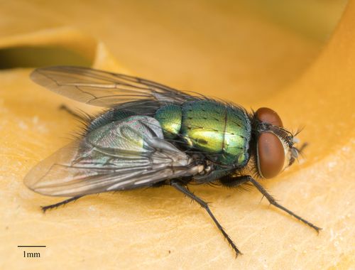 File:Common European Greenbottle Fly.jpg