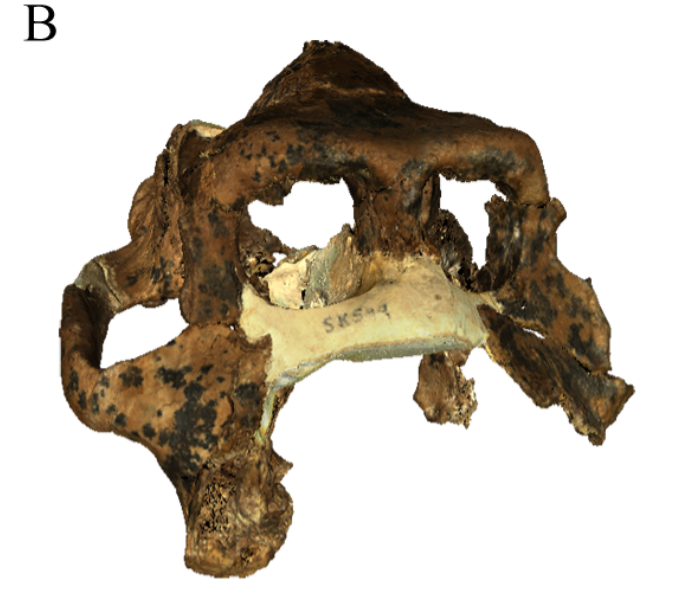 File:Dinopithecus ingens cranium (SK 599), DNMNH archive.png