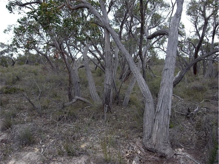 File:Eucalyptus arenacea habit.jpg