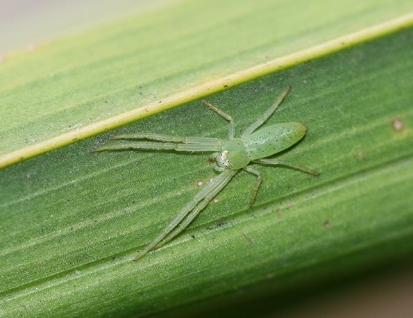 File:Flower Spider Hedana valida (6096201626).jpg