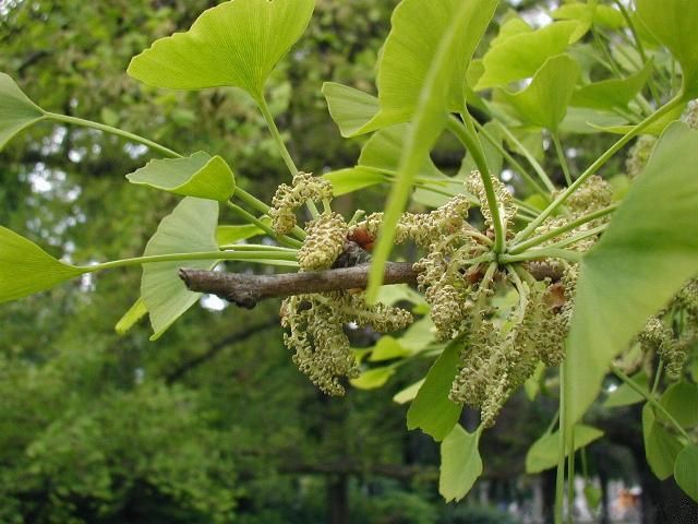 File:Ginkgo biloba Inflorescences.jpg