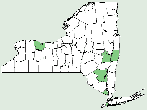 File:Helianthus annuus NY-dist-map.png